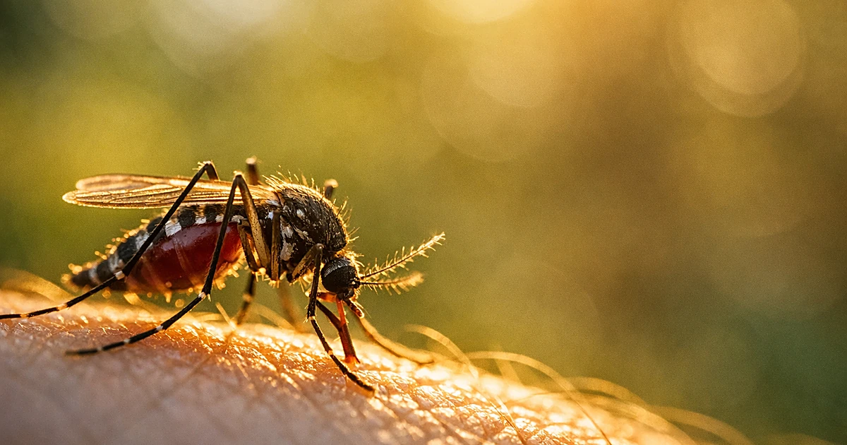 Close-up of mosquito on skin backlit by golden light with blurred green foliage background