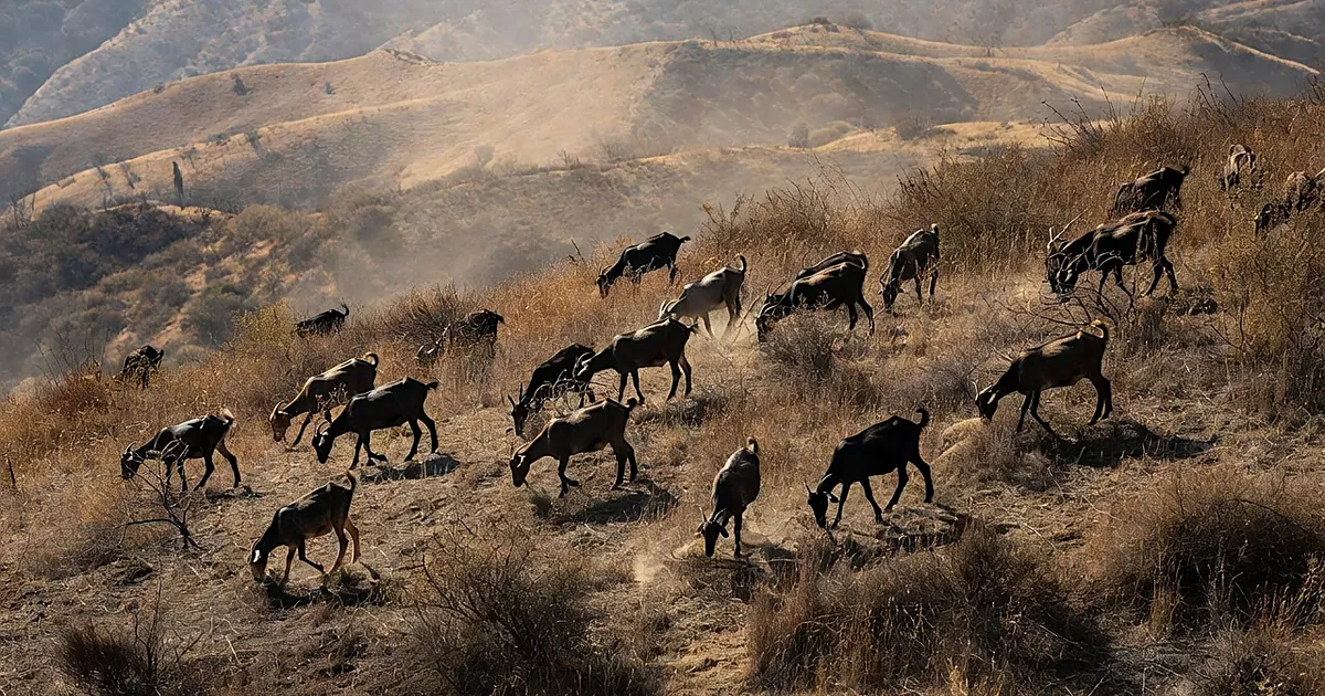 Herd of goats grazing on steep dry hillside covered in tall grass and brush in California