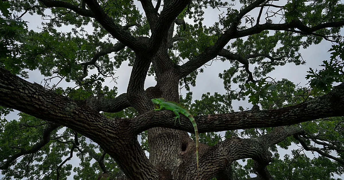 Green iguana perched high in tall tree branches against overcast sky in Kansas