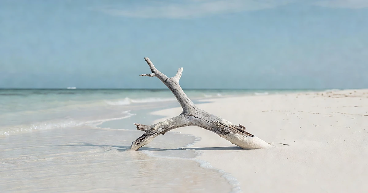 Weathered driftwood branch on remote Pacific beach with turquoise ocean in background
