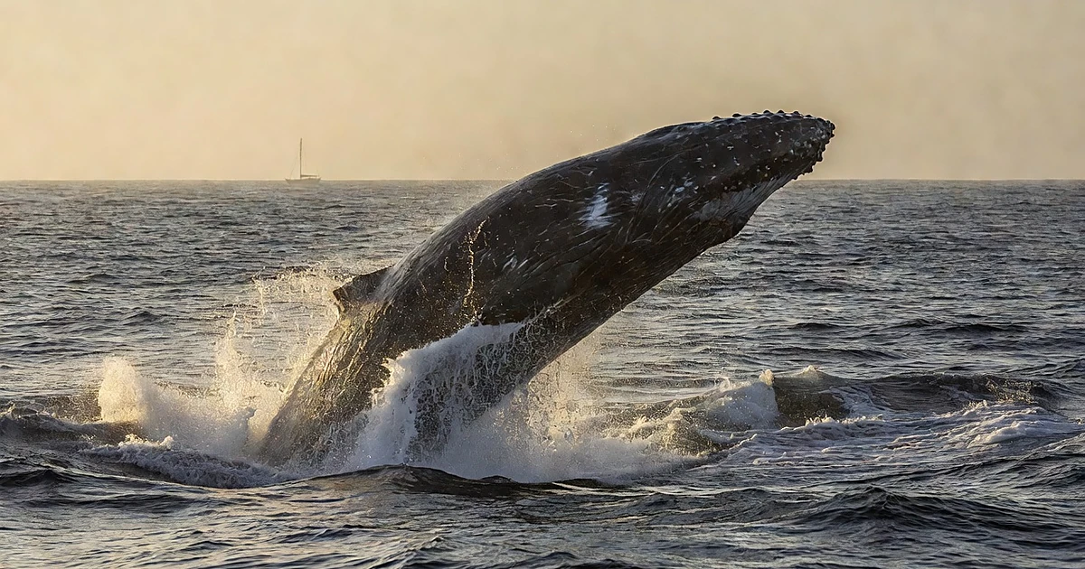 Sperm whale breaching in open Pacific Ocean with small yacht silhouette visible on distant horizon