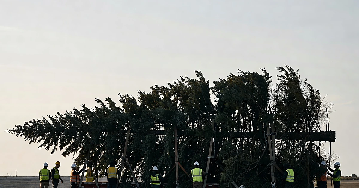 Large Norway spruce tree secured on flatbed trailer with workers preparing for transport at dawn
