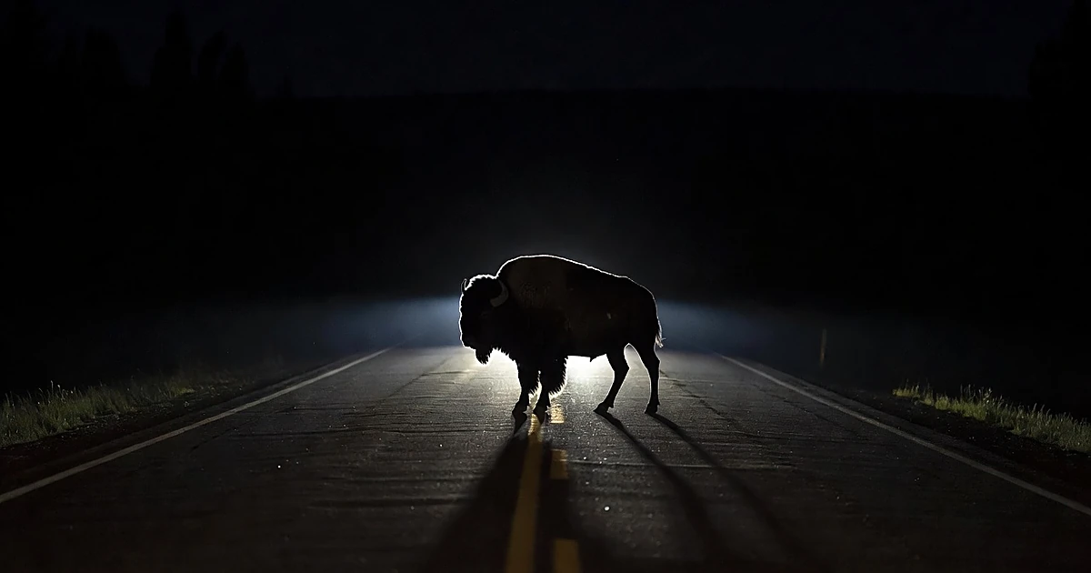 Bison standing in vehicle headlights on dark road at night in Yellowstone National Park